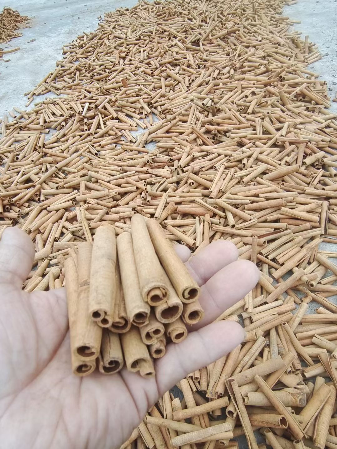 Premium Cinnamon Sticks — Natural Sun Dried Sulfur-Free Export Spice - Image 9