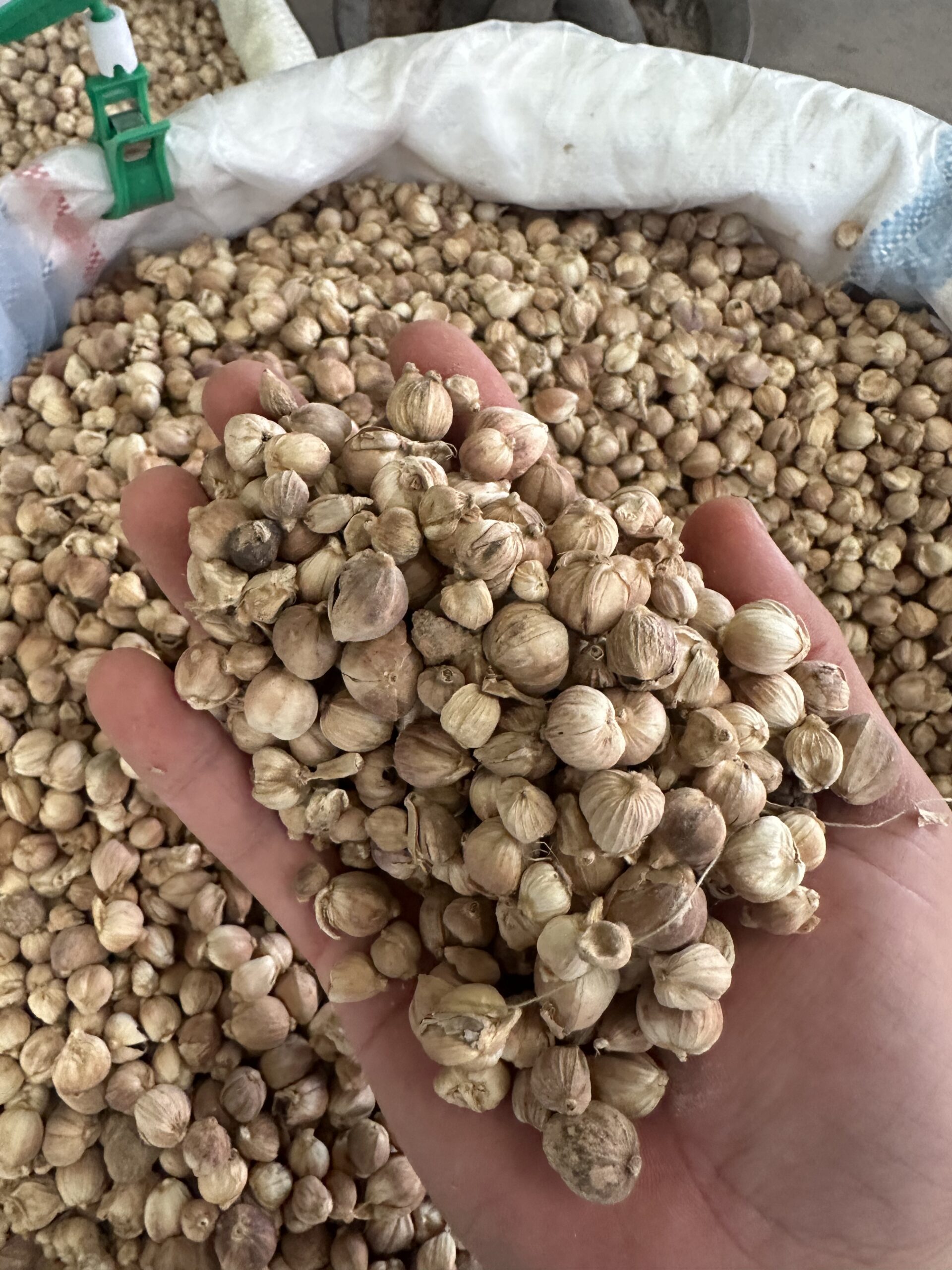 White Cardamom, Bulk White Cardamom, Natural Spice, Sulfur Free Spice, Export Grade Spice, Food Seasoning Spice, Herbal Raw Material - Image 7