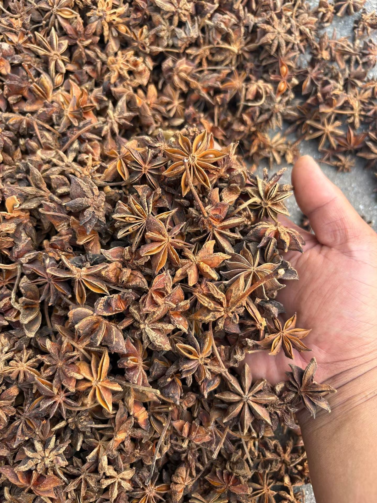 Premium Dried Star Anise — Natural Sun Dried & Sulfur Free Bulk Spice - Image 4