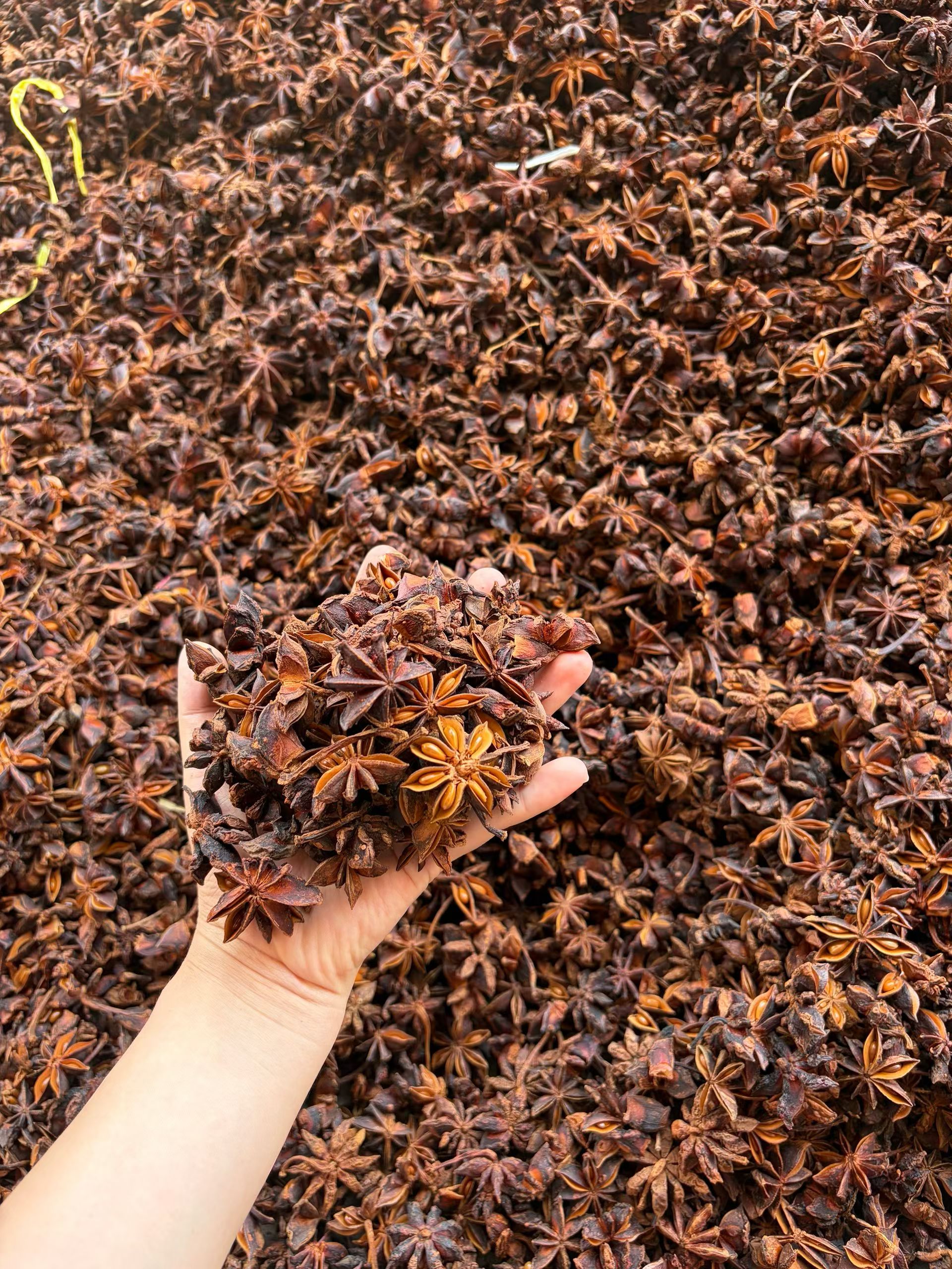 Premium Dried Star Anise — Natural Sun Dried & Sulfur Free Bulk Spice - Image 2