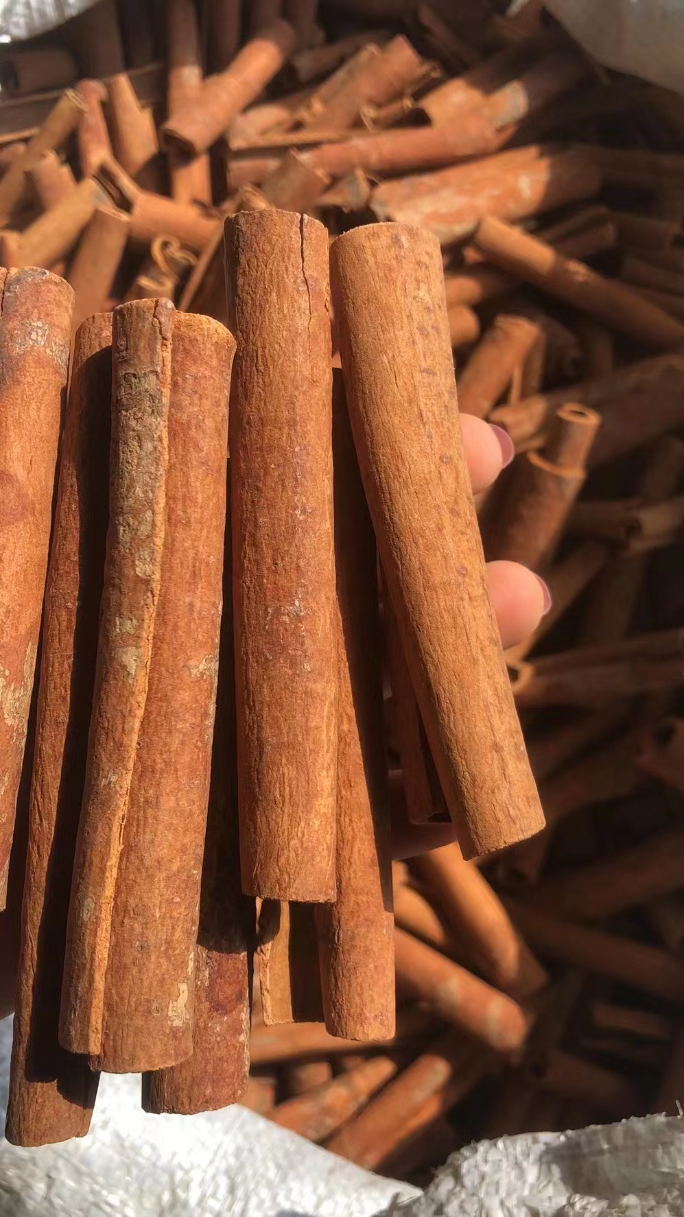 Premium Cinnamon Sticks — Natural Sun Dried Sulfur-Free Export Spice - Image 2